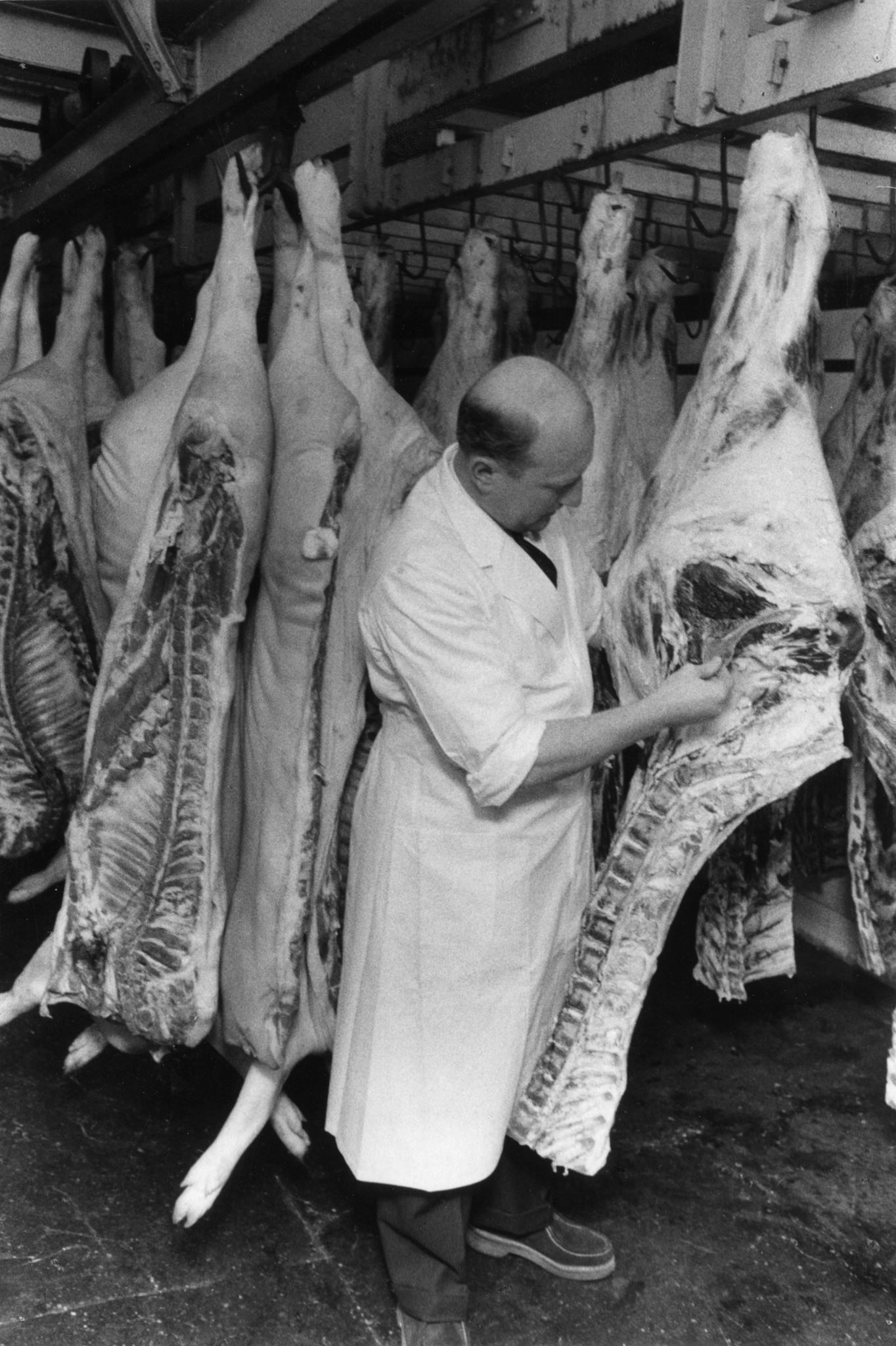 Metzger beim Aufhängen von geschlachteten Schweinen an Haken