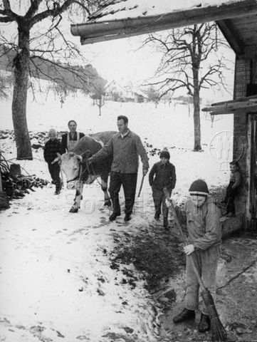 Bauernhof - Bauernfamilie führt eine Kuh zum Hof, vorne ein Junge beim Wischen; um 1965